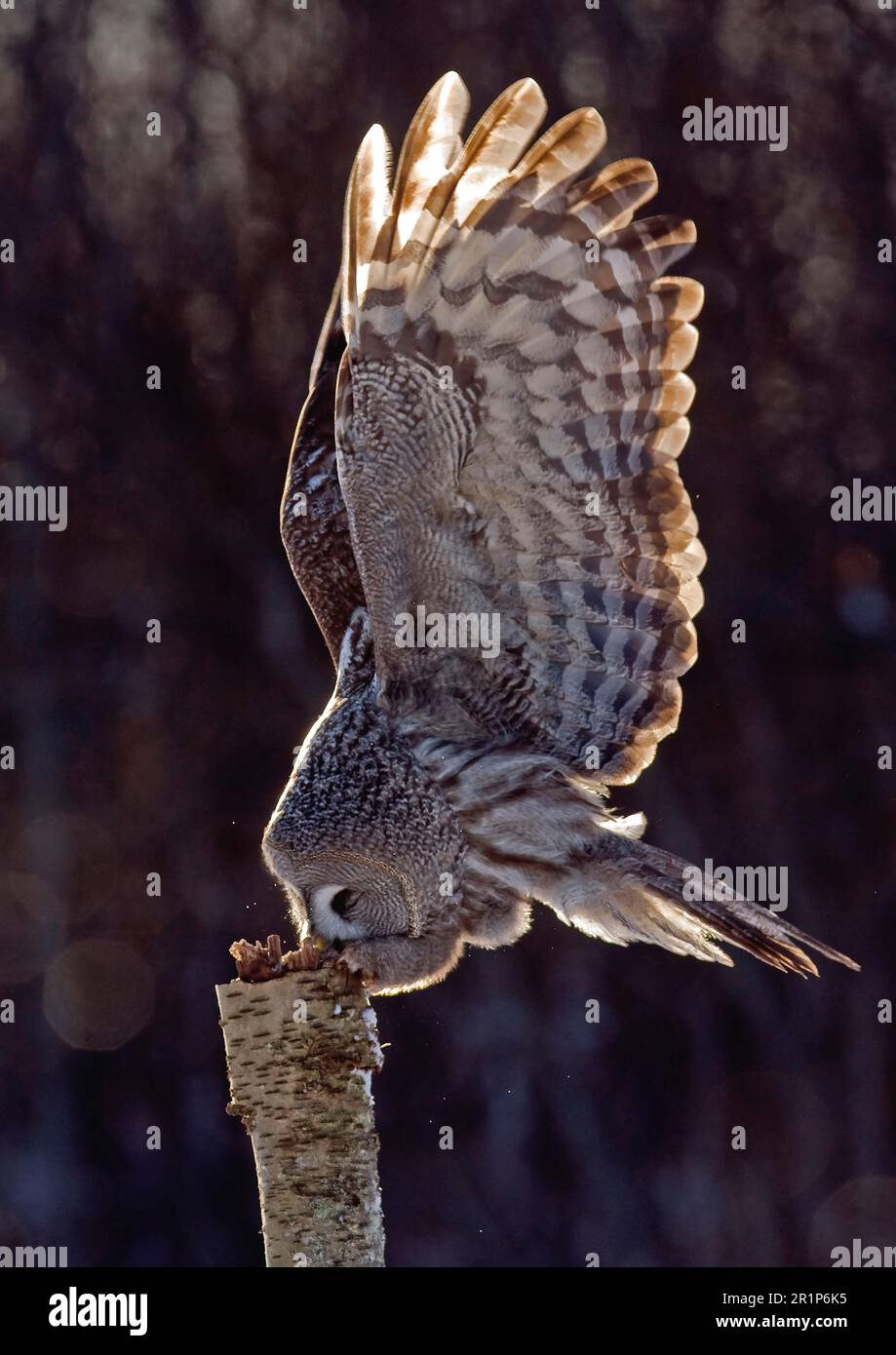 Great Grey Owl (Strix nebulosa) adult, swooping onto stump, backlit, Finland Stock Photo