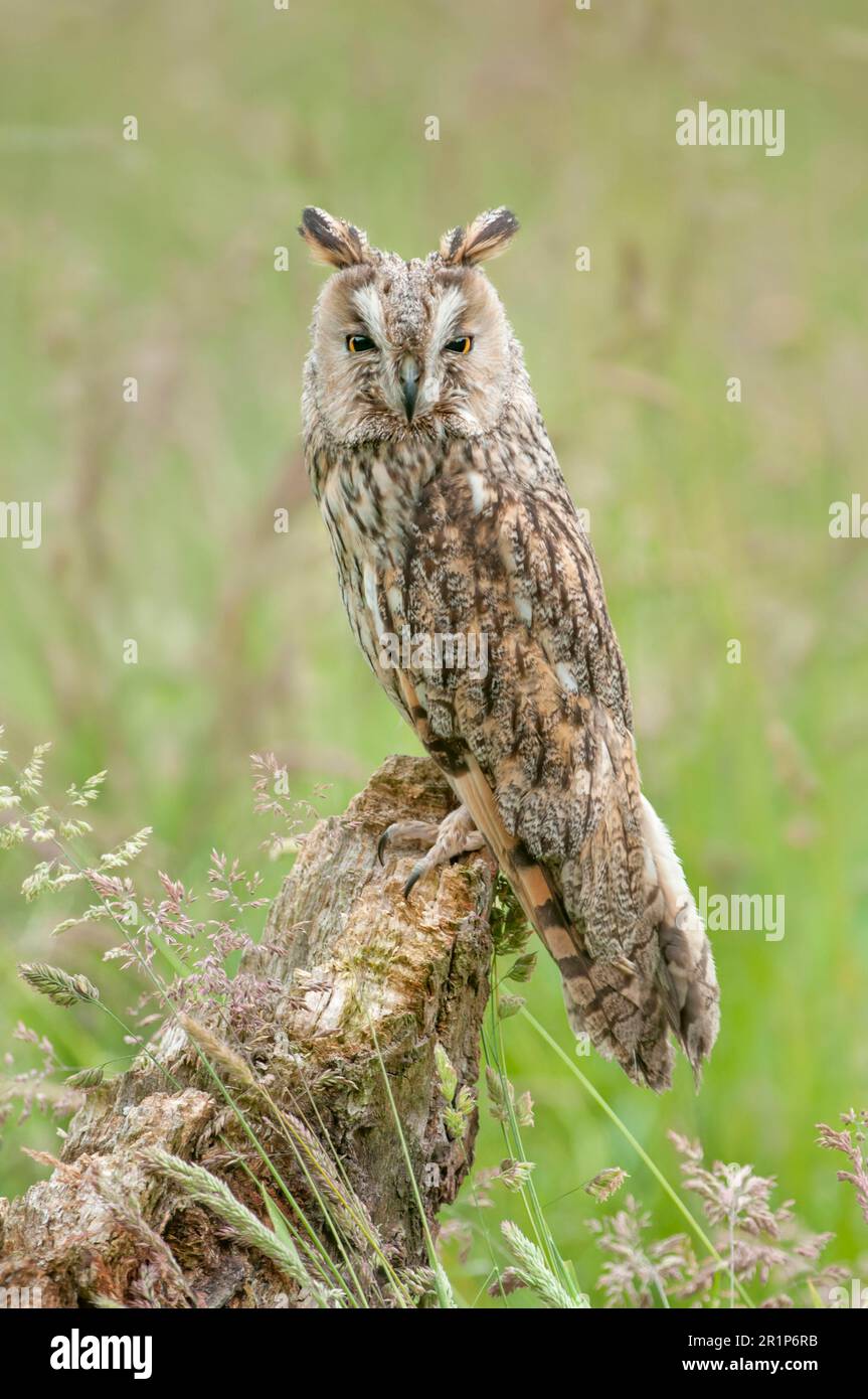 Long-eared owl (Asio otus) adult, sitting on tree stump in field, June (in captivity) Stock Photo