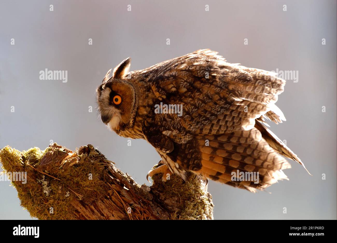 Long-eared owl (Asio otus) on mossy stump, Great Britain Stock Photo