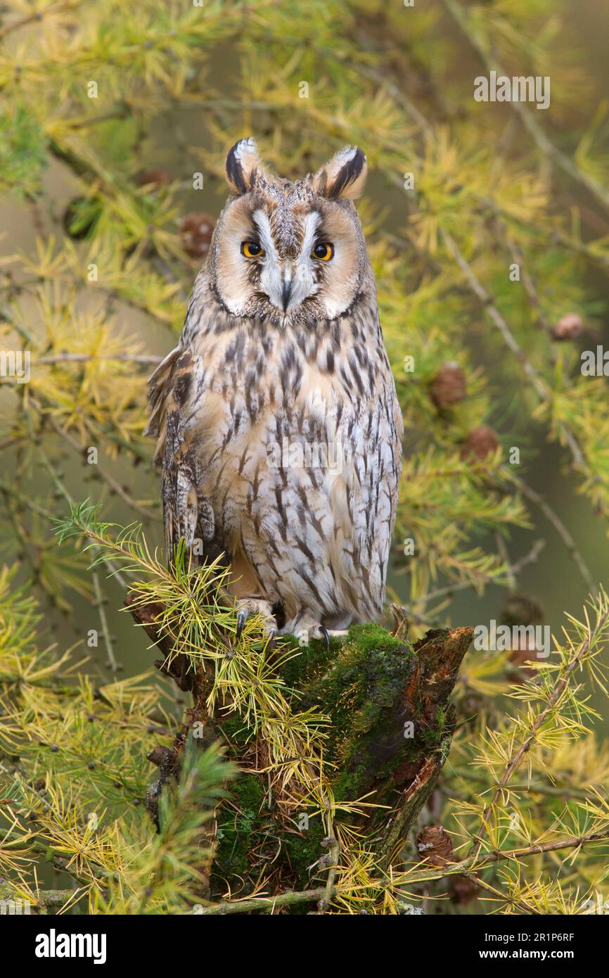 Long-eared owl (Asio otus), adult, on a mossy stump among larch branches in woodland, Berwickshire, Scottish Borders, Scotland, October (in captivity) Stock Photo