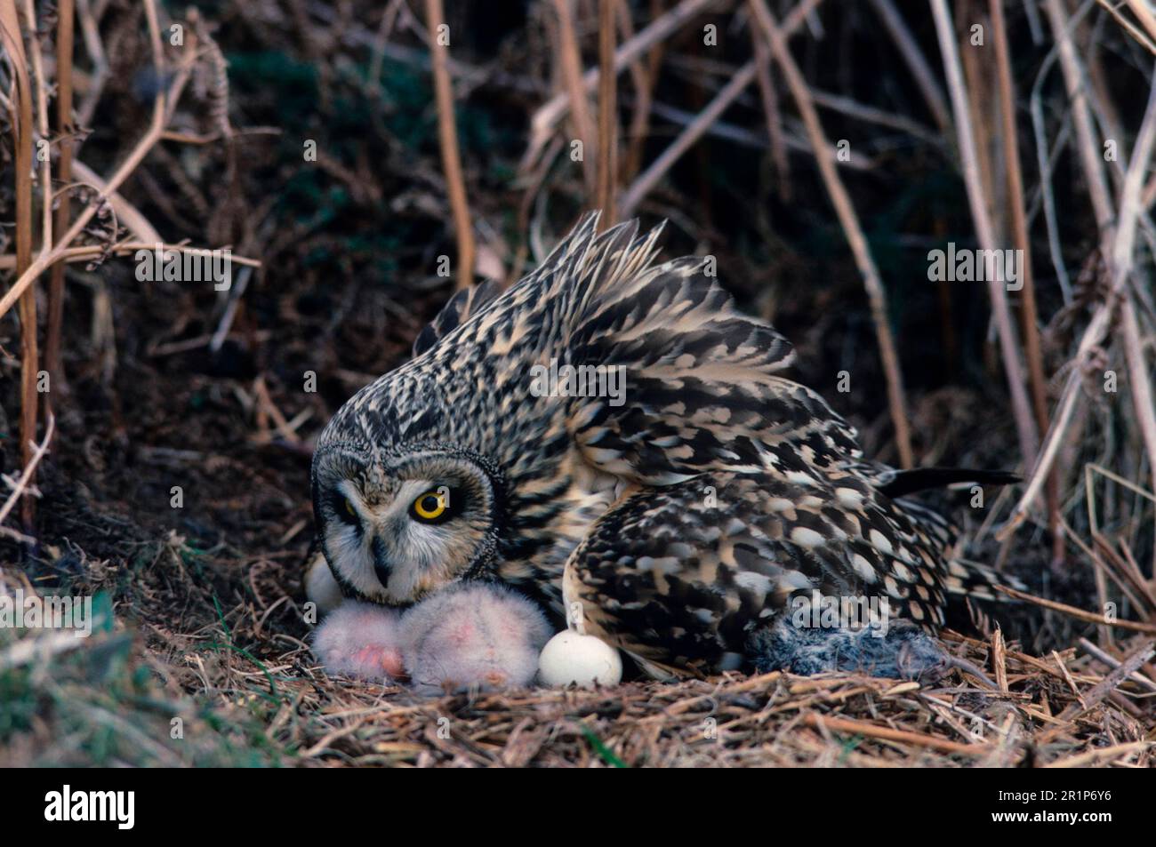 Short-eared Owl, short-eared owls (Asio flammeus), Owls, Animals, Birds, Short Eared Owl Aggressive/chicks under head/egg Stock Photo