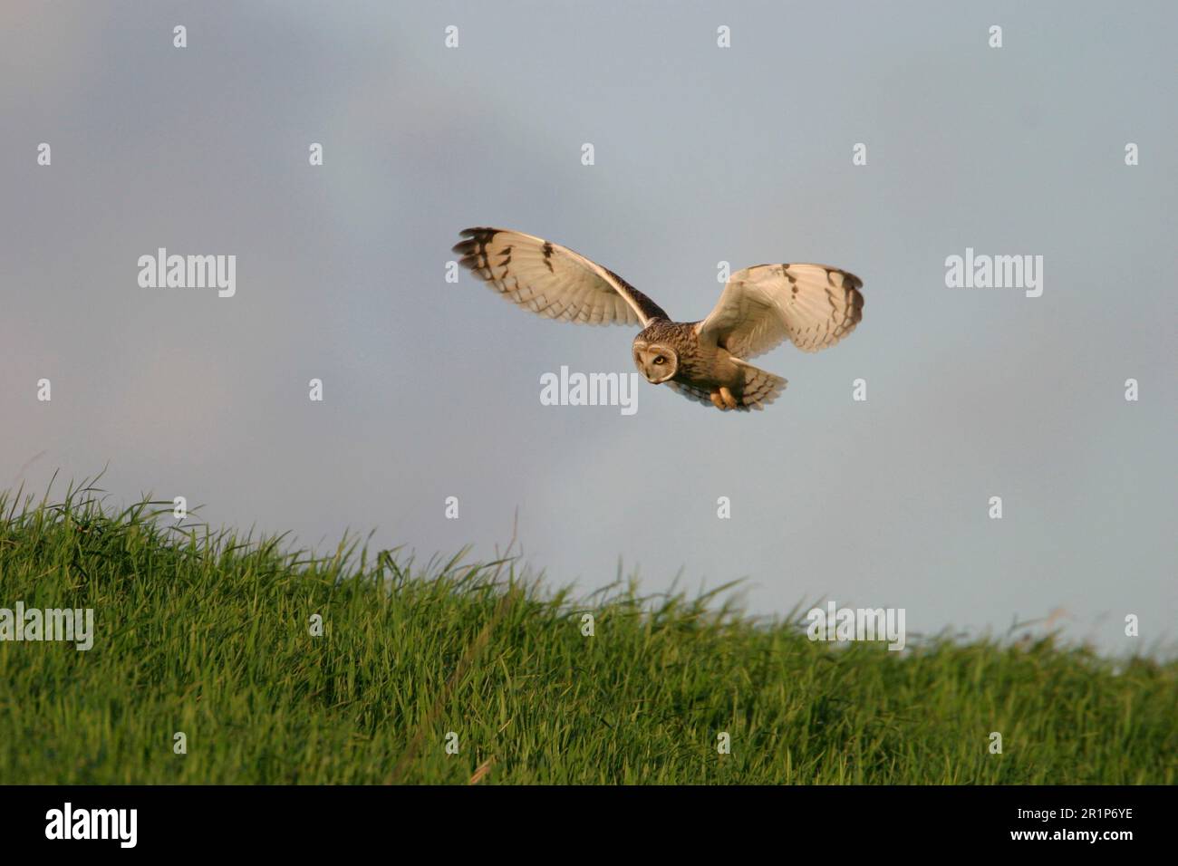 Shorteared Owl, shorteared owls (Asio flammeus), Owls, Animals, Birds