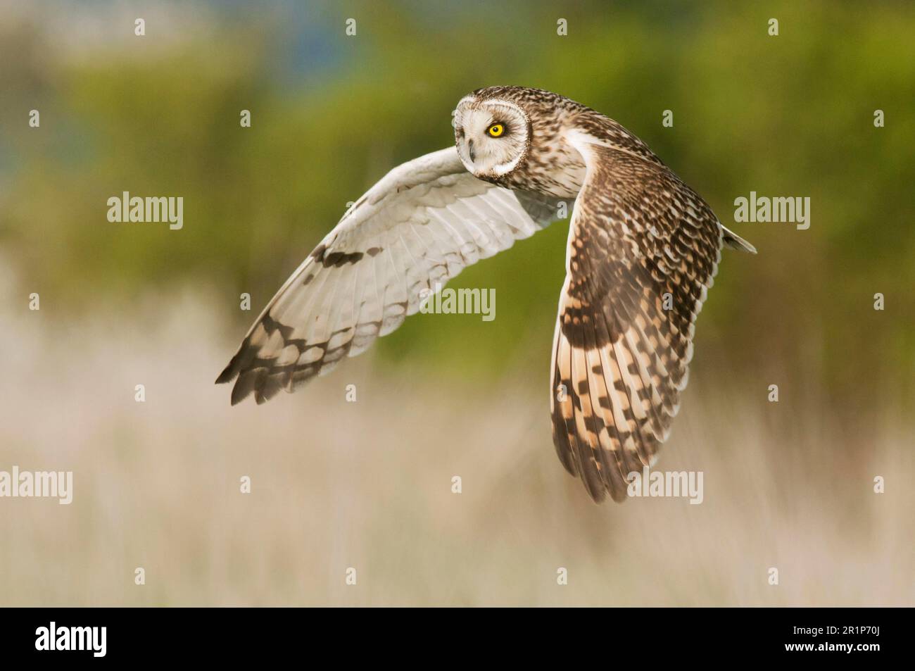 Owl Ruff Short-eared Owl (Asio flammeus) adult, in flight, hunting over rough ...