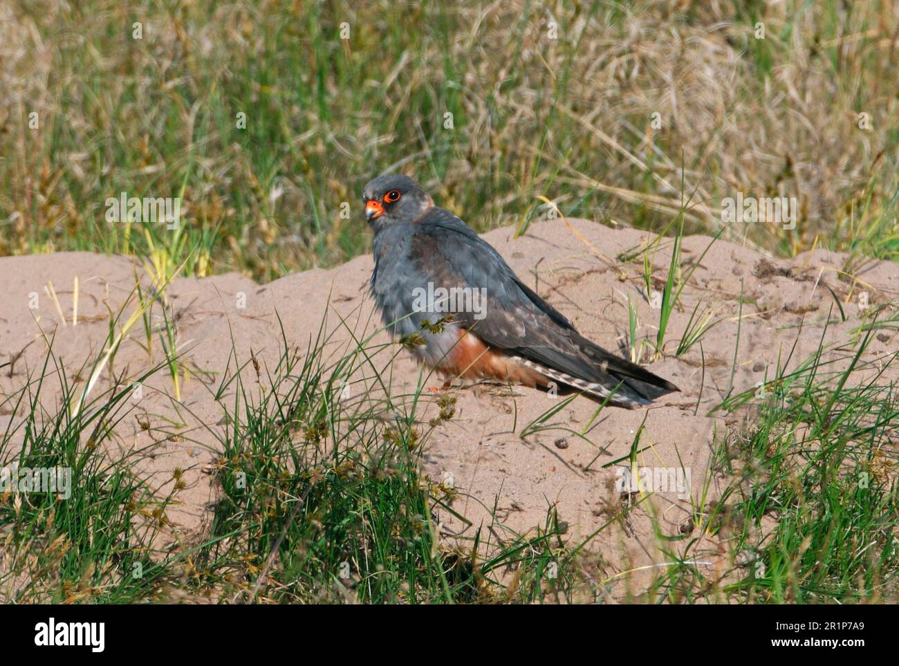 Red-footed falcon (Falco vespertinus) immature male, vagrant, standing on sand hill, little horse, Norfolk, England, United Kingdom Stock Photo