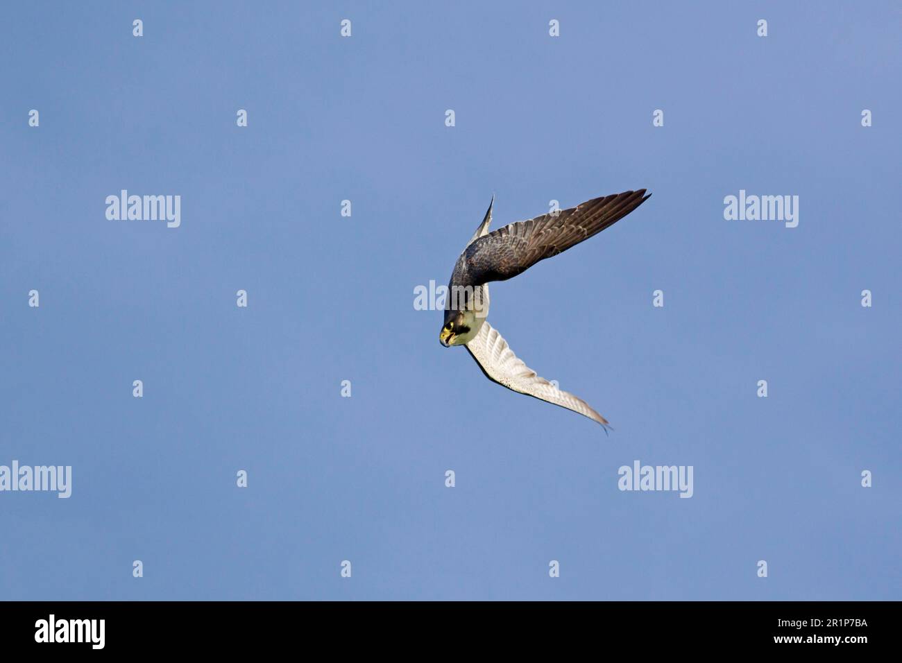 Peregrine falcon (Falco peregrinus) adult, in flight, diving for bait during flight display, July (in captivity) Stock Photo