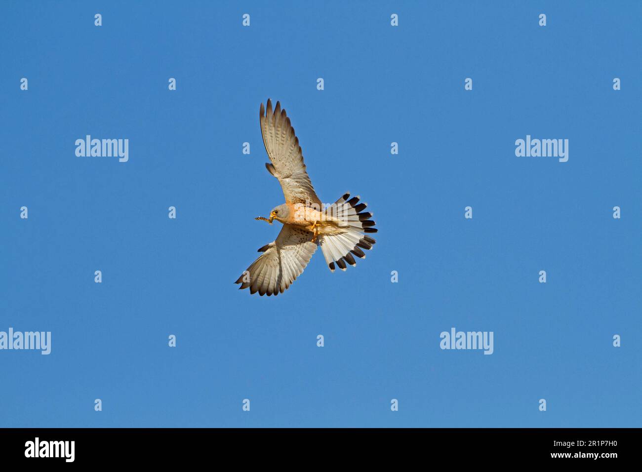 Lesser Kestrel, lesser kestrels (Falco naumanni), falcon, birds of prey