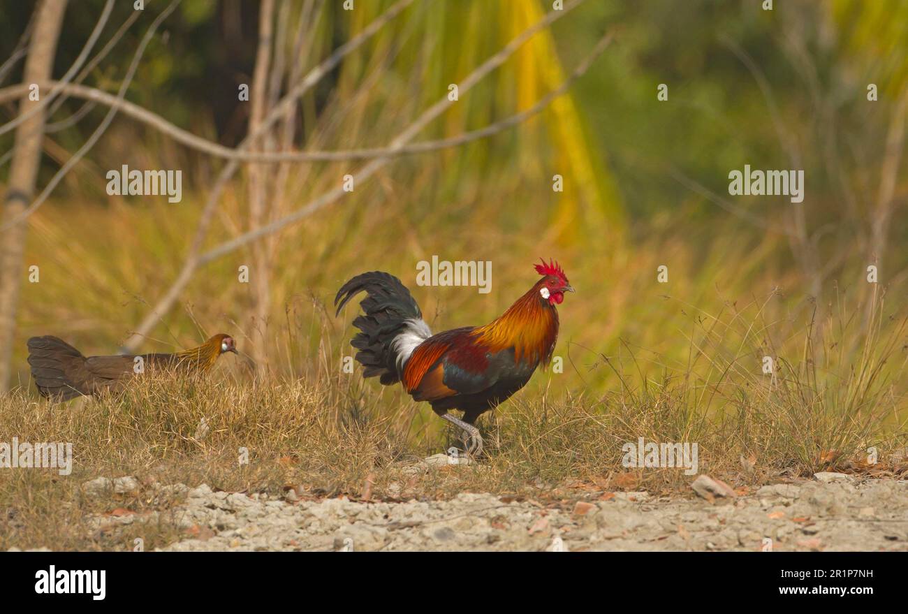 Bankiva chicken, Bankiva chicken, Chicken birds, Animals, Birds, Red Junglefowl (Gallus gallus murghi) adult male and female, walking, Sundarbans Stock Photo