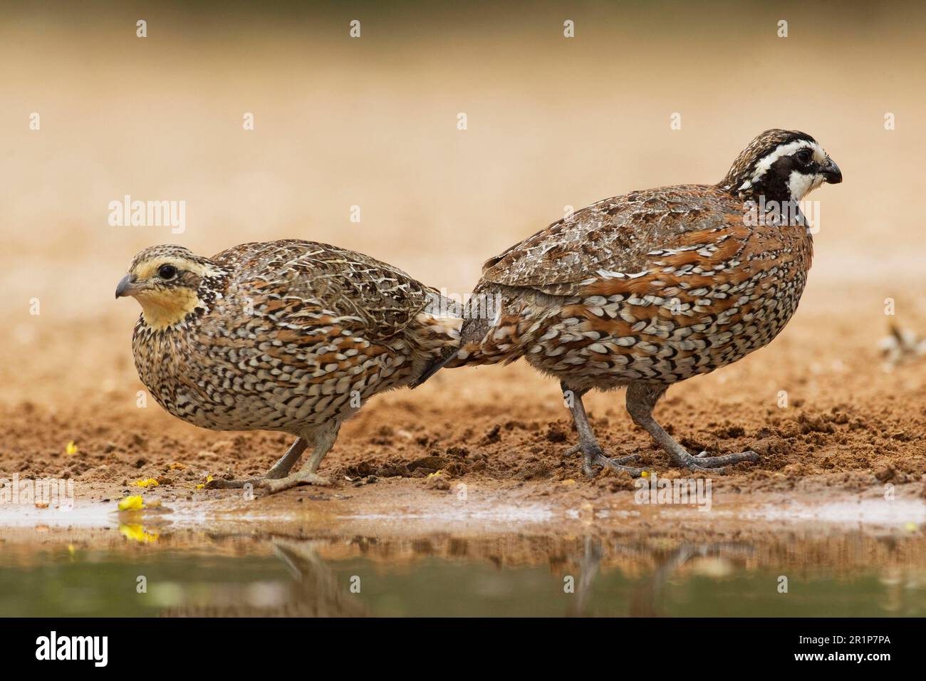 Virginia quail, northern bobwhites (Colinus virginianus), tree quail