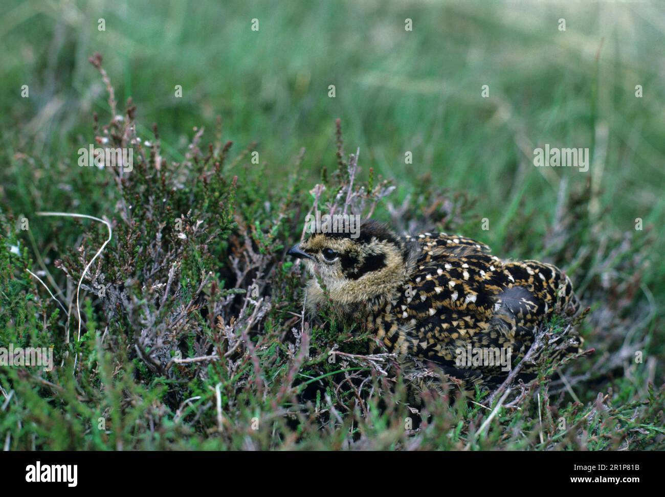 Grouse, Grouse, Ptarmigan, Ptarmigan, Chicken Birds, Grouse, Animals, Birds, Red Grouse (Lagopus lagopus) Chick in heather Stock Photo