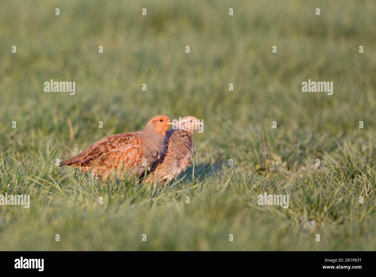 Partridge, gray partridges (Perdix perdix), chicken birds, animals, birds, Grey Partridge adult pair, standing in meadow, Suffolk, England, United Stock Photo