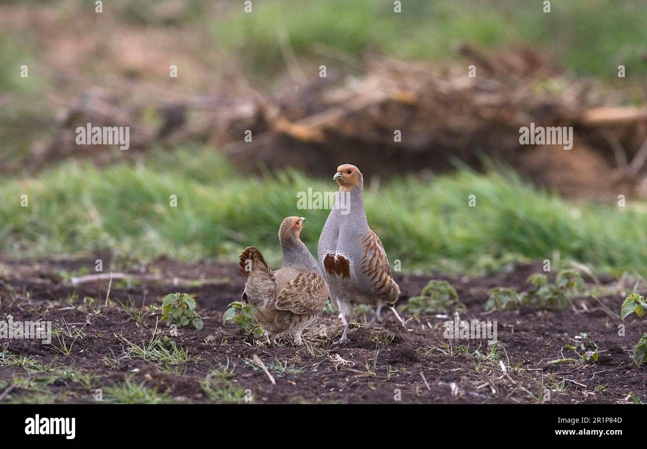 Grey partridge perdix perdix adult male hi-res stock photography and ...