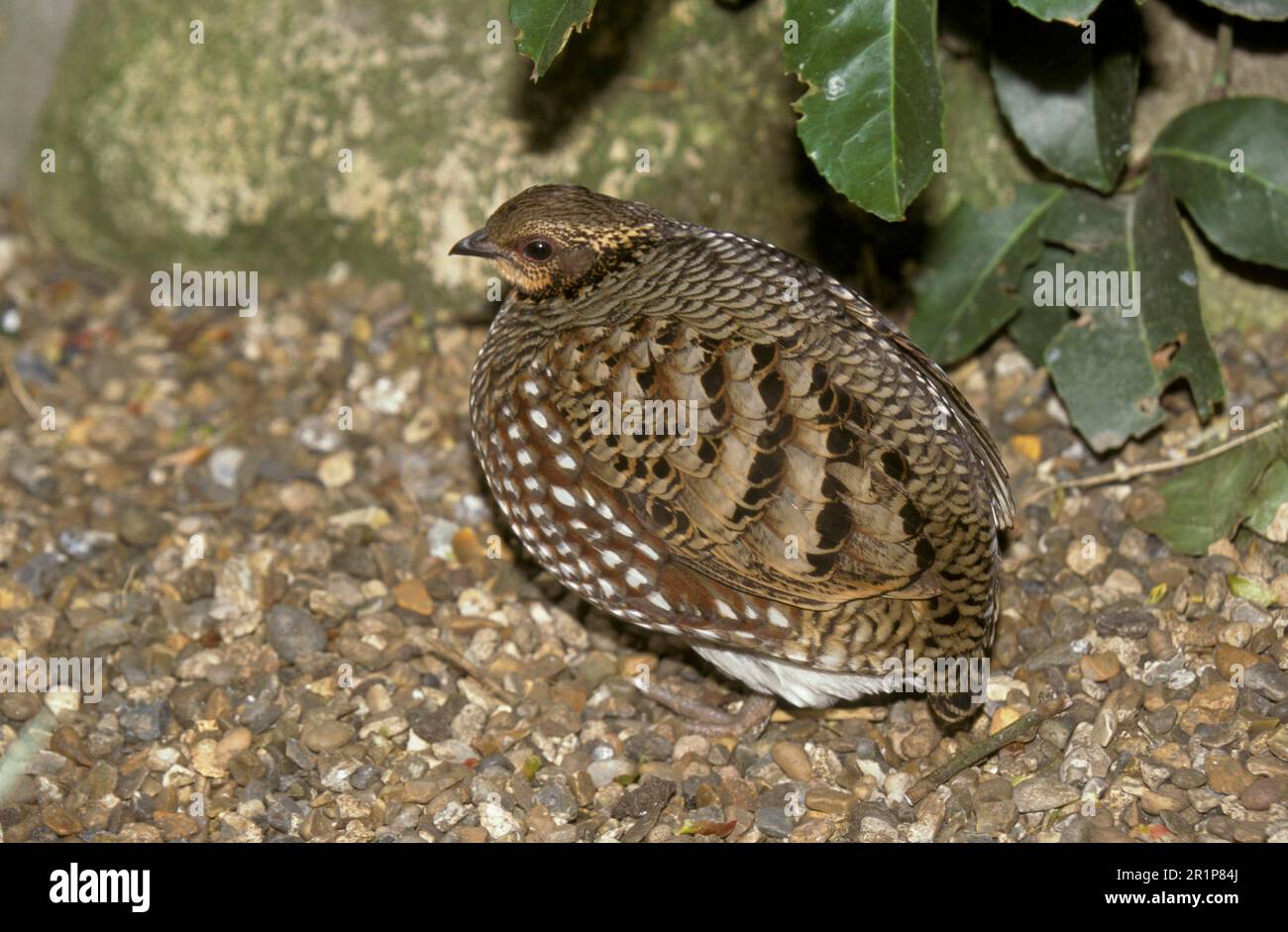 Wood Partridge, Wood Partridges, Chicken Birds, Animals, Birds, Common Hill Partridge (Arborophila torqueola) Female Stock Photo