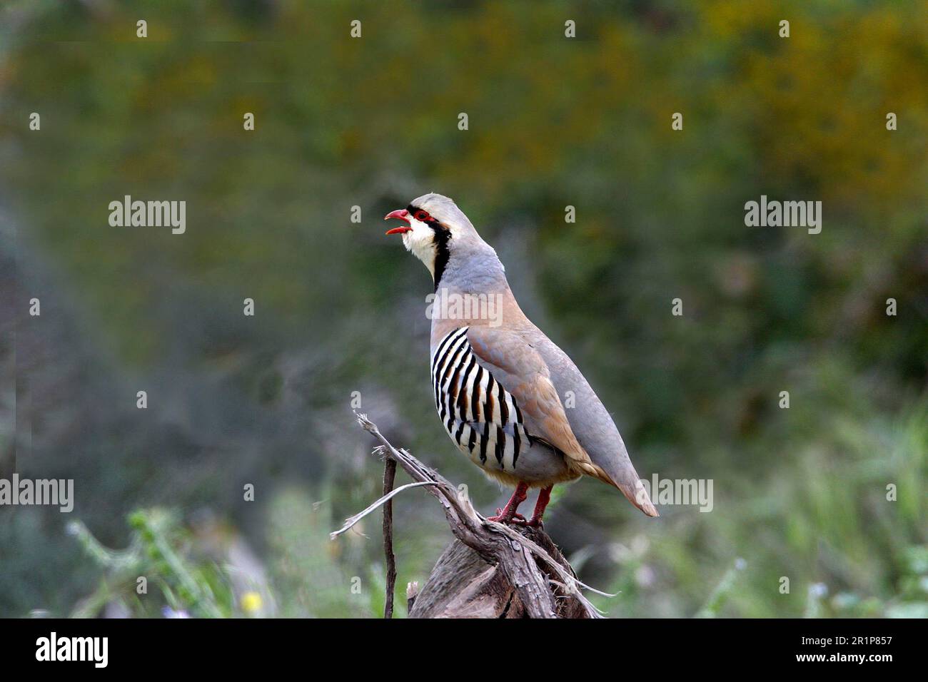 Chukar partridges (Alectoris chukar), Chicken birds, Animals, Birds, Chukar Partridge calling Stock Photo