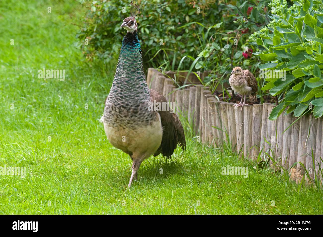 Indian peafowl (Pavo cristatus), Blue peacocks, Chicken birds, Animals,  Birds, Indian Peafowl adult female with chick, in garden, Rhayader, Powys  Stock Photo - Alamy