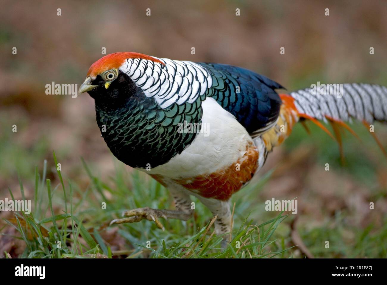 Lady Amherst's lady amherst's pheasant (Chrysolophus amherstiae) introduced species, adult male, Norfolk, England, United Kingdom Stock Photo