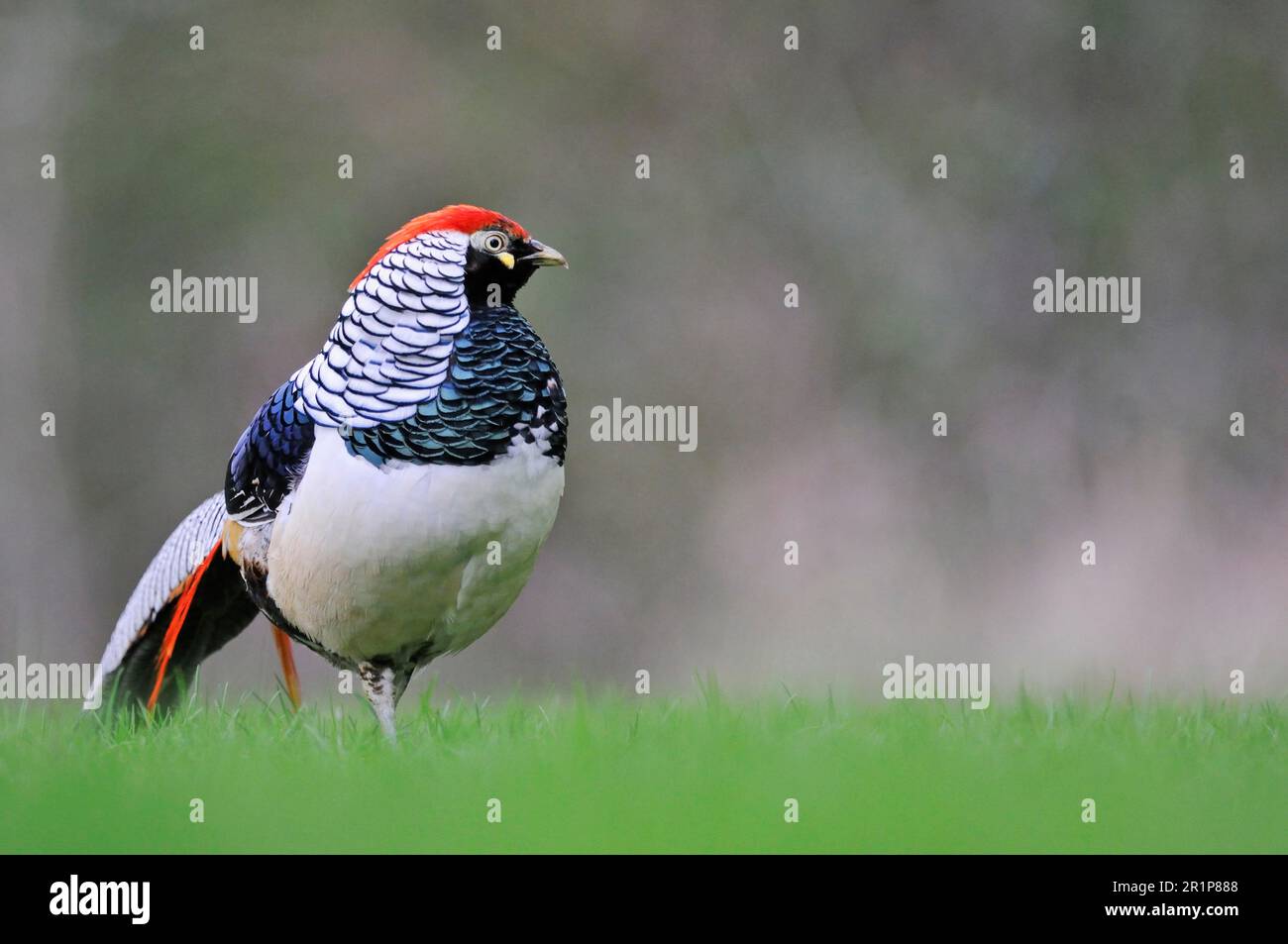 Lady Amherst's lady amherst's pheasant (Chrysolophus amherstiae) introduced species, adult male, walking in field, Norfolk, England, United Kingdom Stock Photo