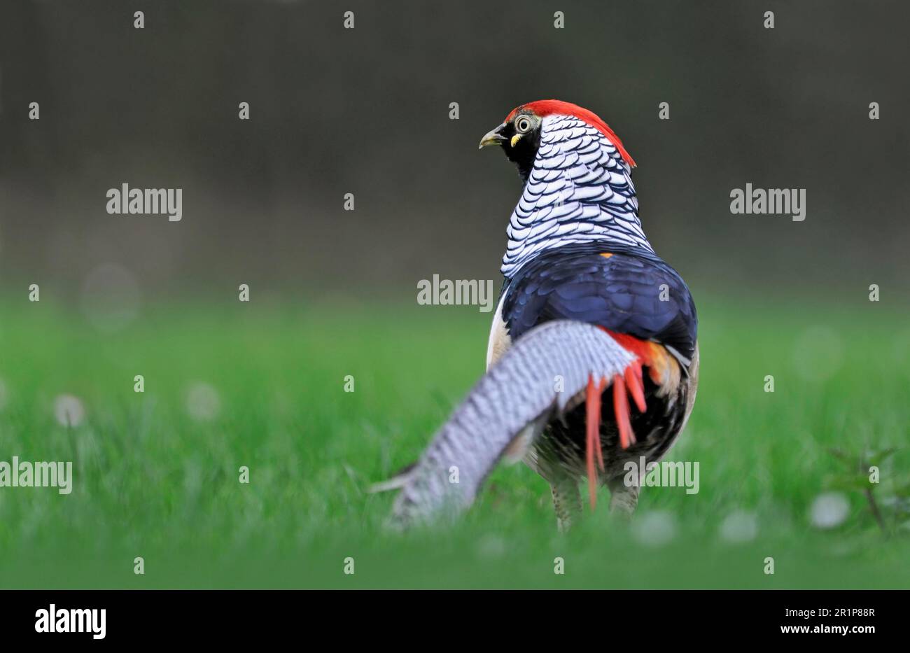 Lady Amherst's lady amherst's pheasant (Chrysolophus amherstiae) introduced species, adult male standing in field, Norfolk, England, United Kingdom Stock Photo