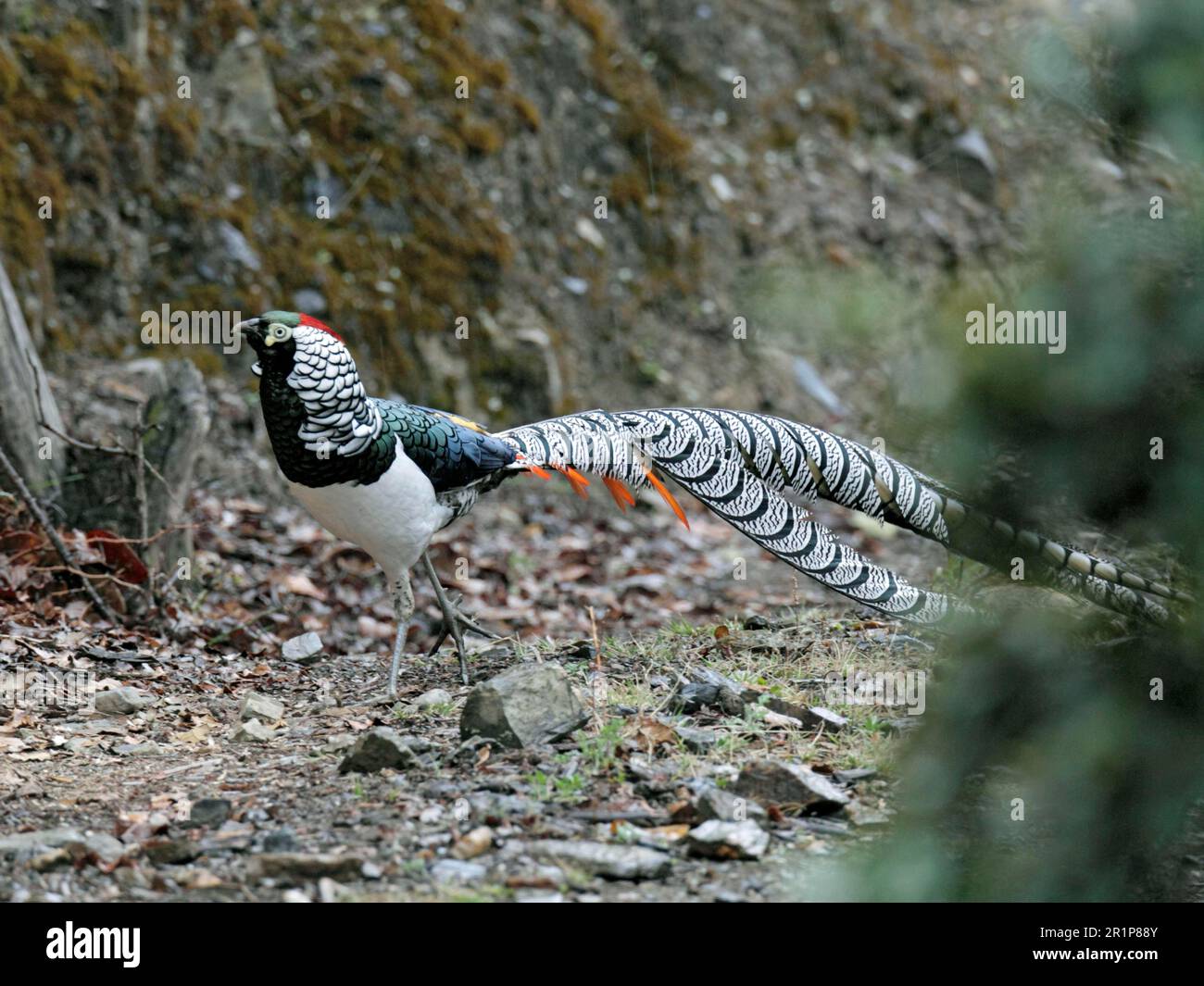Lady Amherst's lady amherst's pheasant (Chrysolophus amherstiae) adult male pheasant, in breeding plumage, Yunnan, China Stock Photo