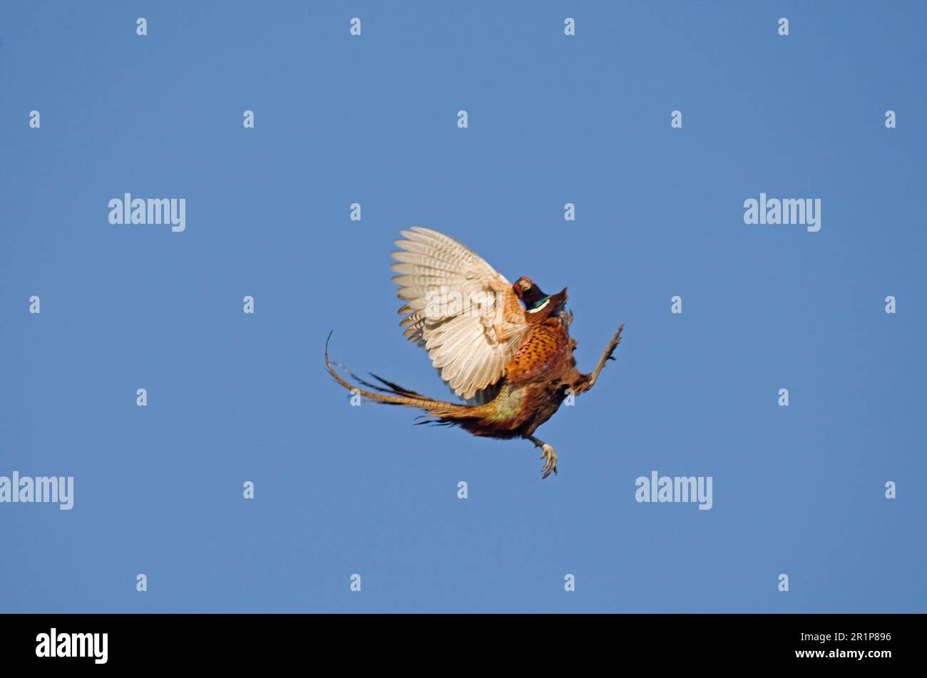 Pheasant Falling Common pheasant (Phasianus colchicus), adult male, in flight, falling ...