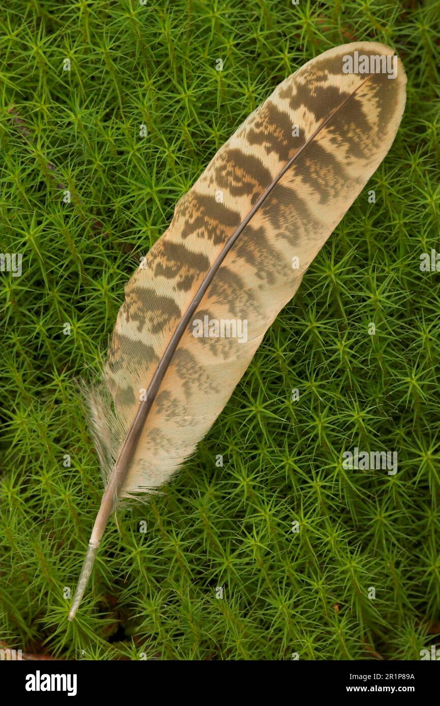 Common Pheasant Phasianus Colchicus Feather On Moss Polytrichum common-pheasant-phasianus-colchicus-feather-on-moss-polytrichum