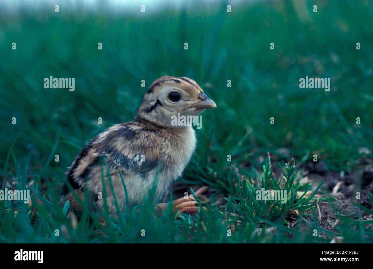Hunting Pheasant, pheasants (Phasianus colchicus), Pheasant, Chicken Birds, Animals, Birds, Ring-necked Pheasant Chick (S) Stock Photo
