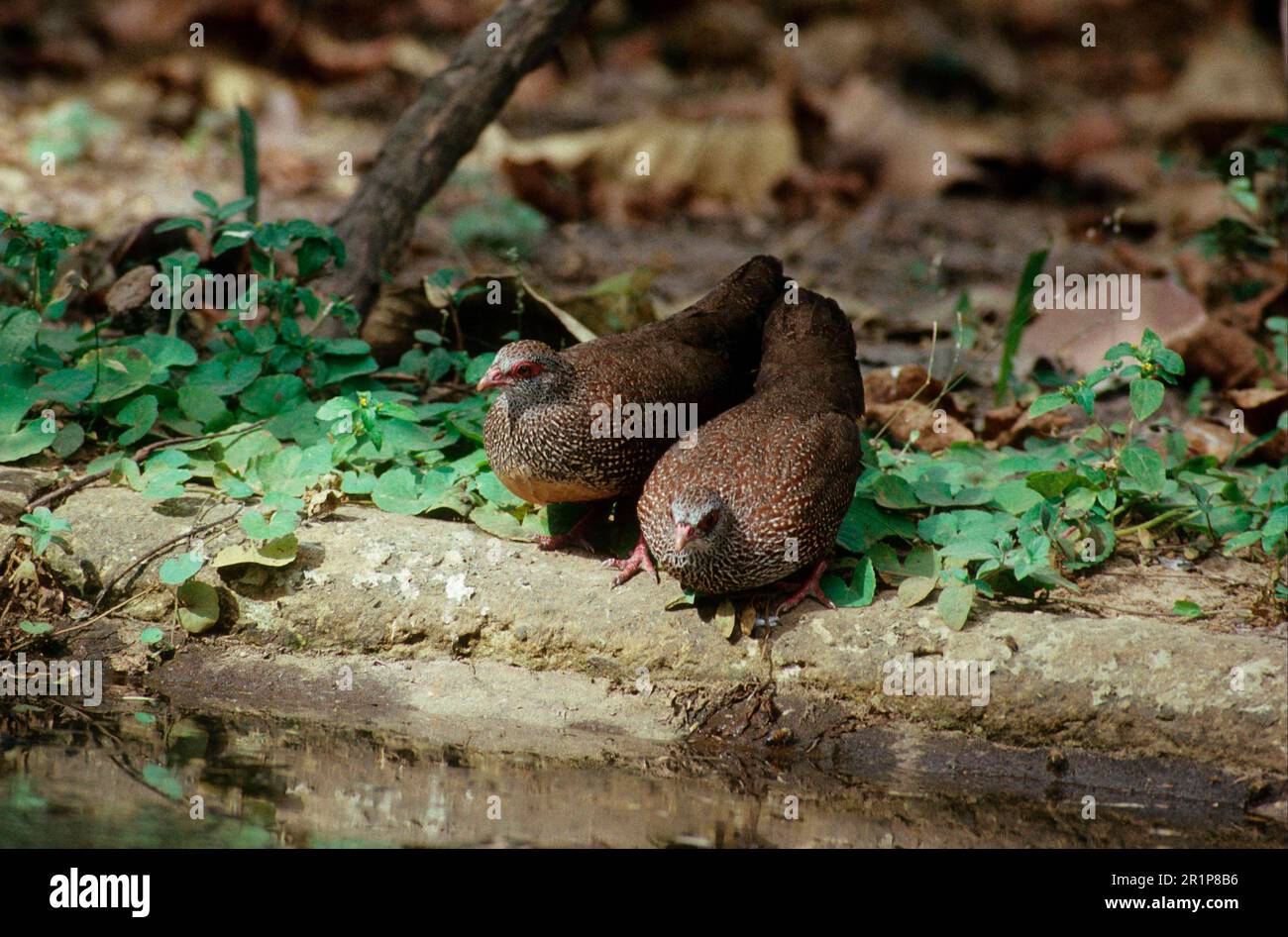 Rock Partridge, Rock Partridges, Chicken Birds, Animals, Birds, Quail