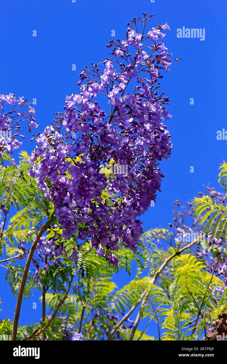 Rosewood tree, flowering, Western Cape, blue jacaranda (Jacaranda mimosifolia) Stock Photo
