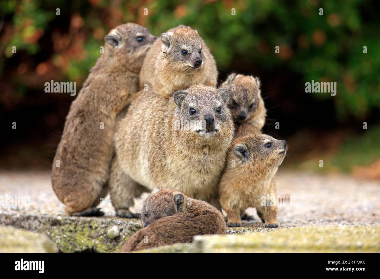 rock-hyrax-behavior-hi-res-stock-photography-and-images-alamy