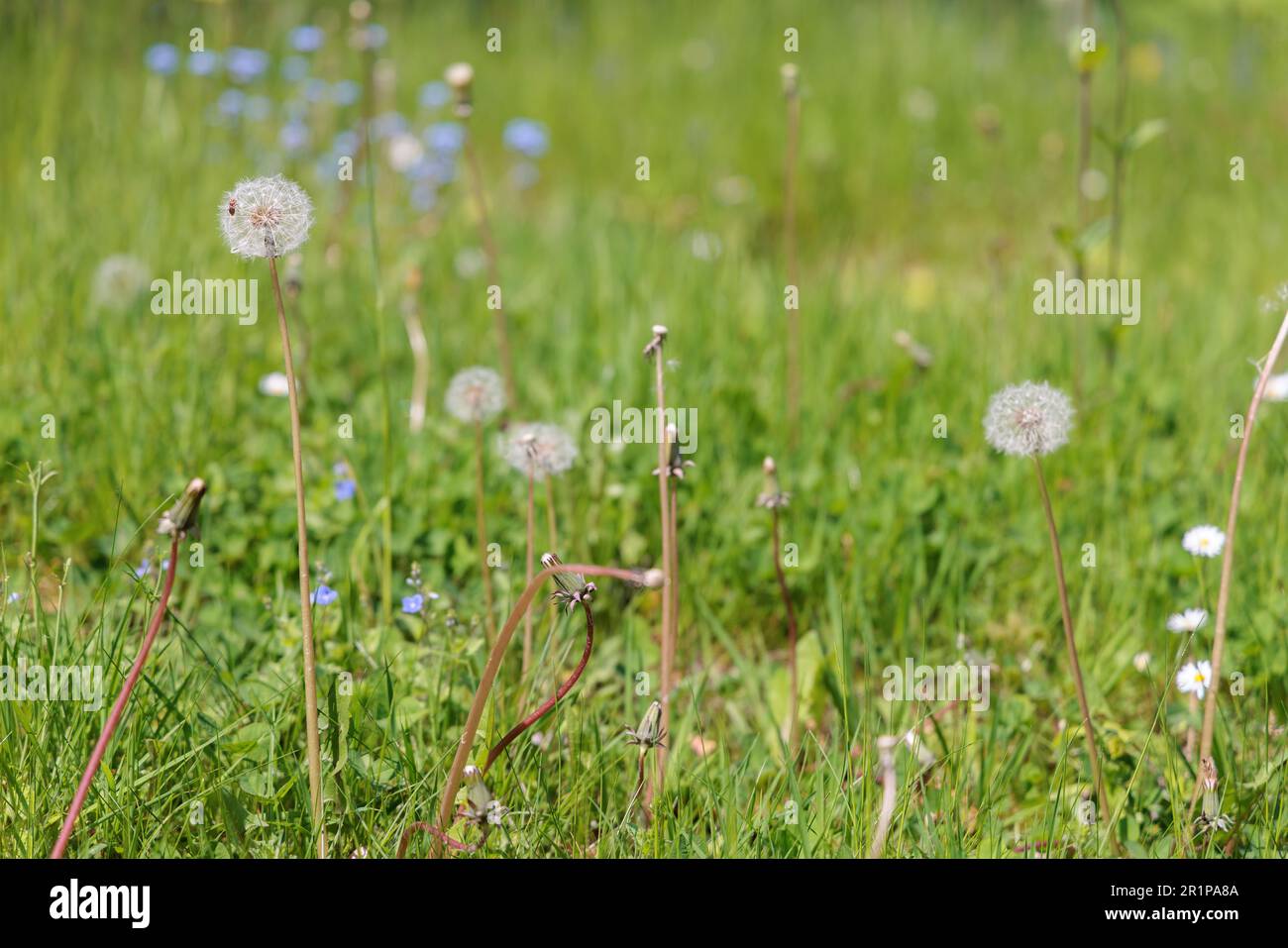 Garden not mowed in May. Insect friendly organic meadow with long grass, dandelion and wildflowers. No Mow May, Conscious Gardening concept. Stock Photo