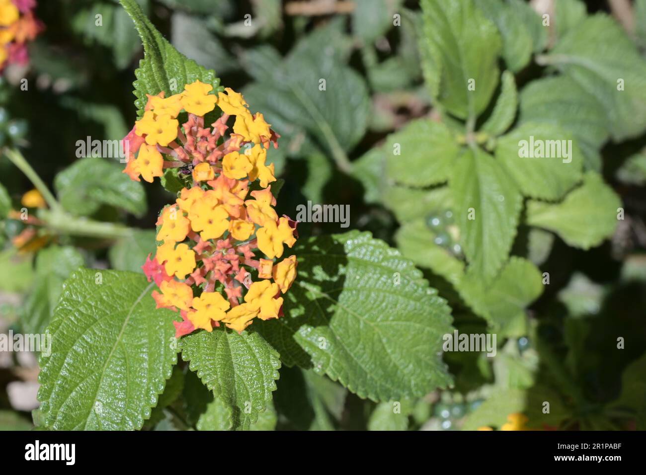 Pink Nerium oleander shrub with blue sea in background. Oleander is