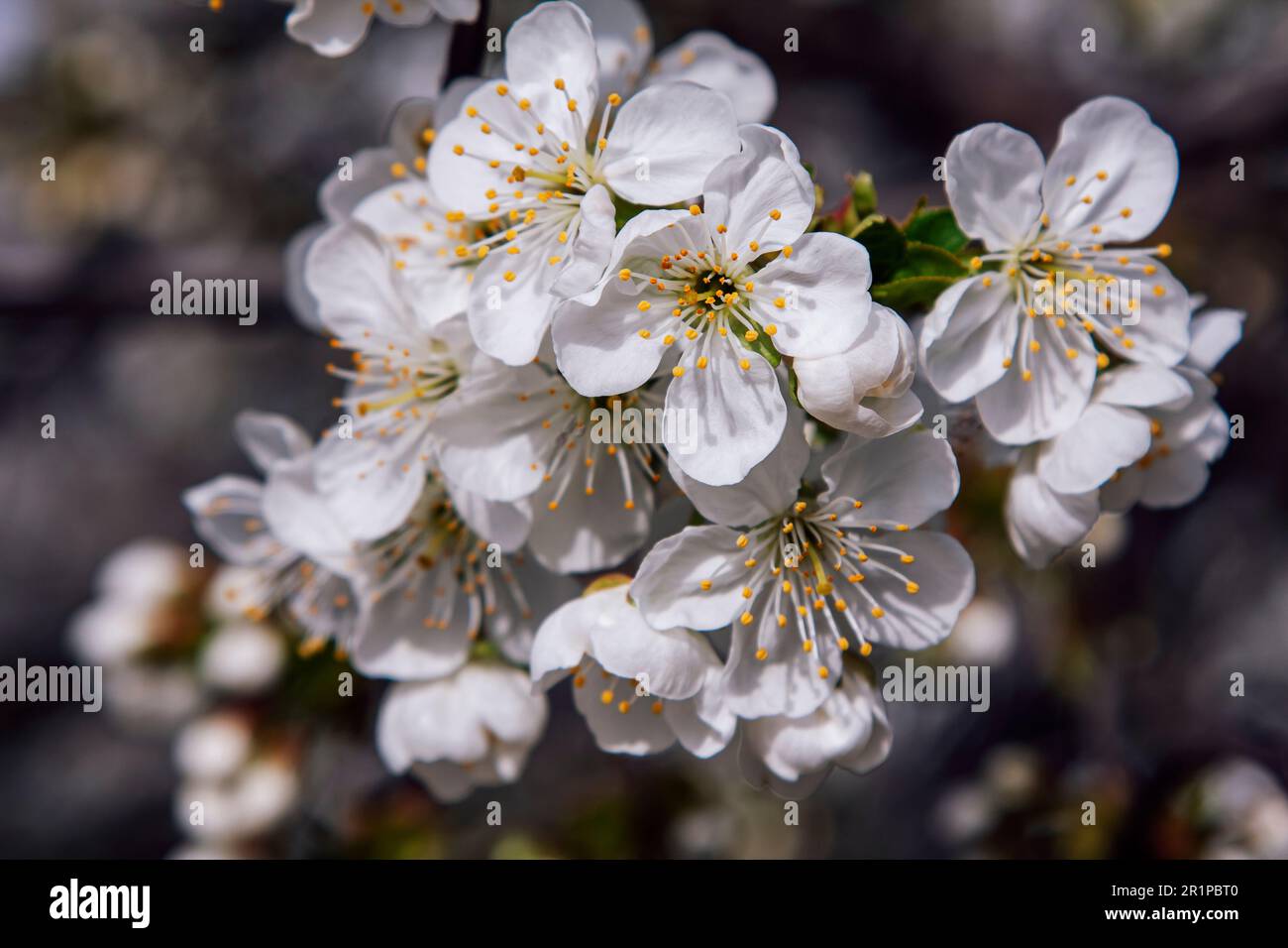 Beautiful blooming cherry tree branches with white flowers growing in a ...