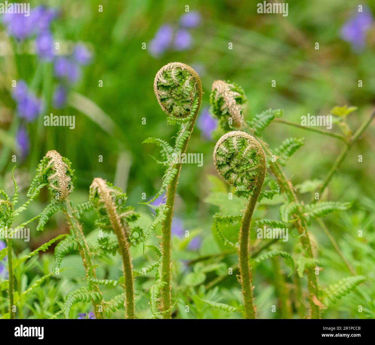 Curled fern shoots hi-res stock photography and images - Alamy