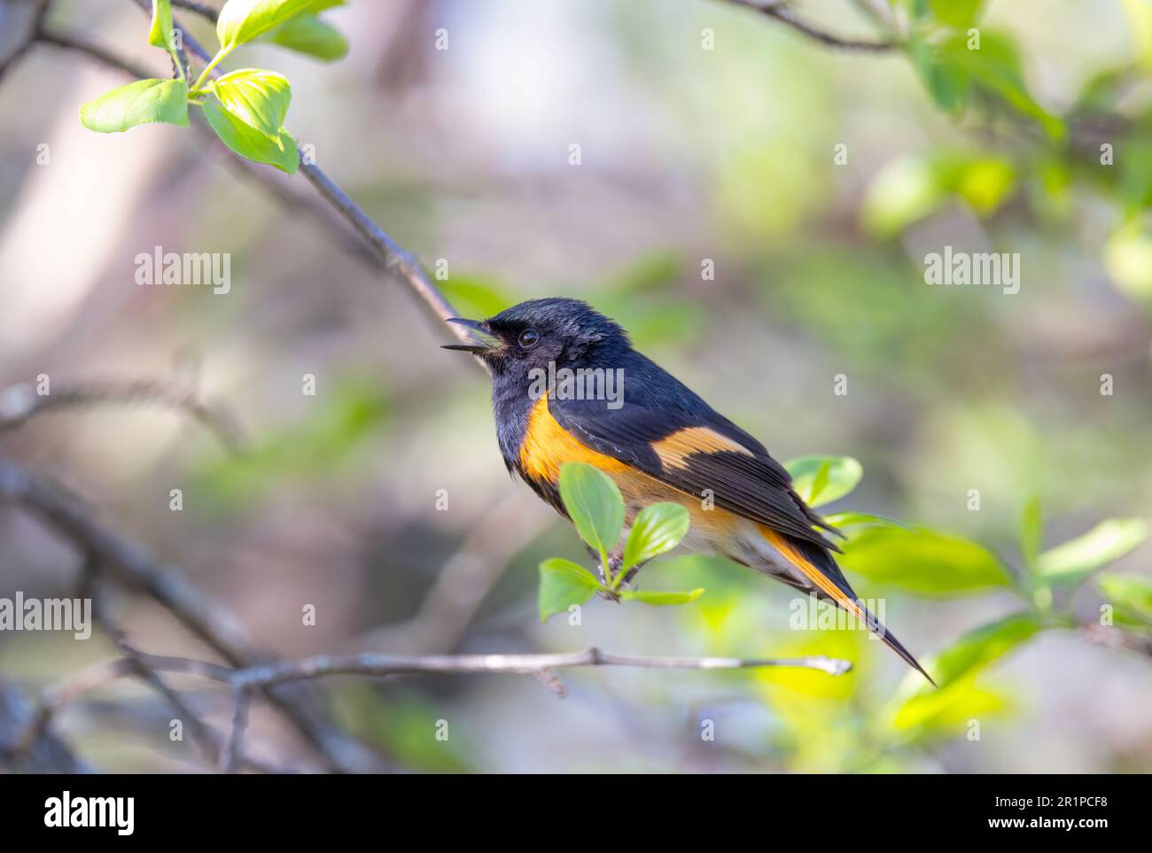 American Redstart perched on branch singing in spring in Ottawa, Canada Stock Photo