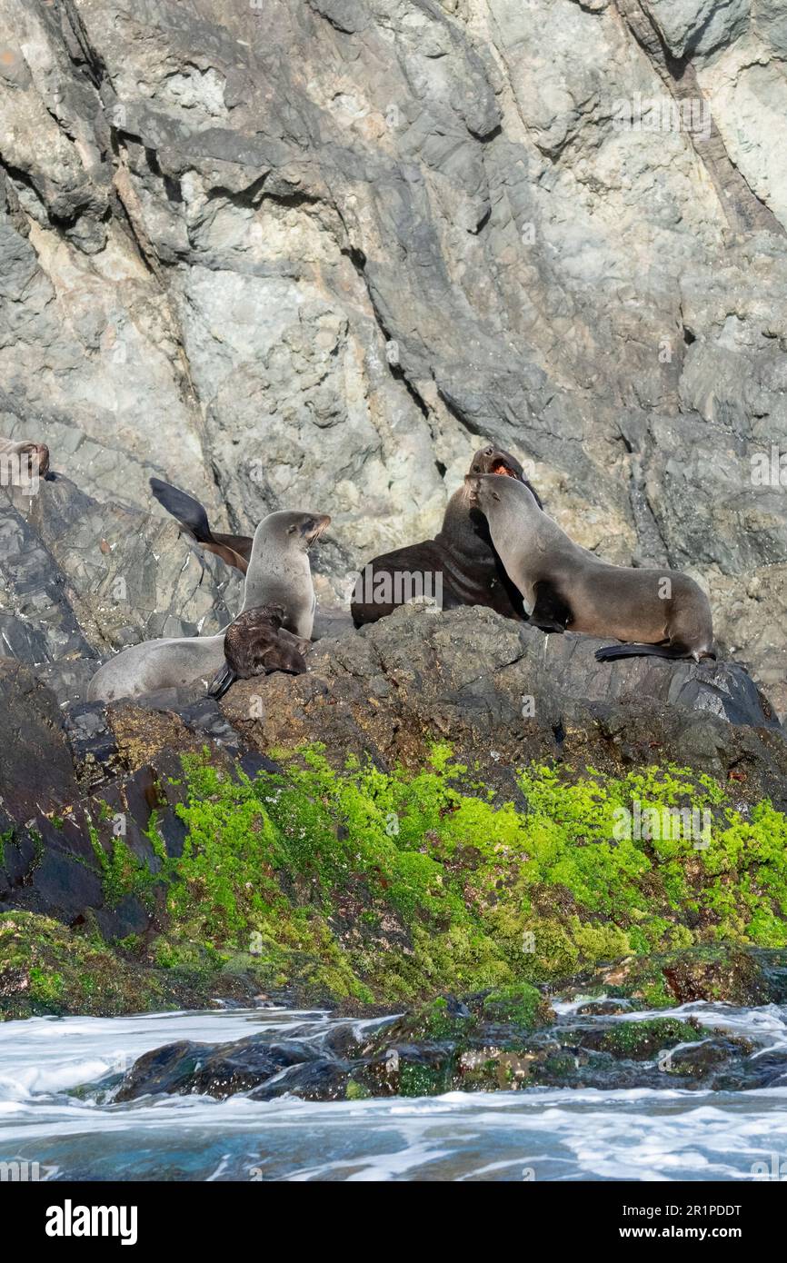 Chile, Juan Fernandez Islands, Robinson Crusoe Island, Bahia Padre. Endemic Juan Fernandez fur