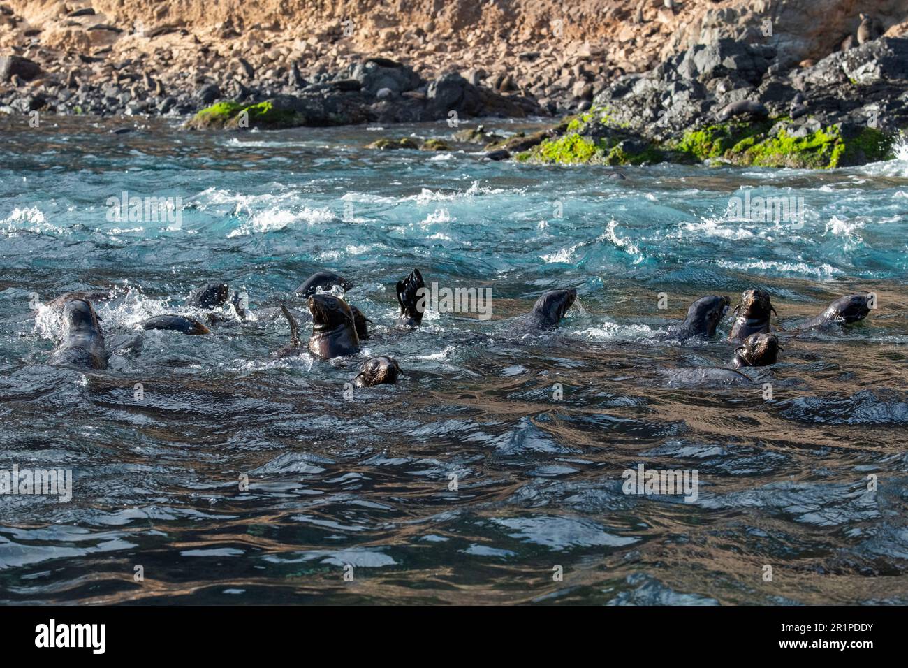 Chile, Juan Fernandez Islands, Robinson Crusoe Island, Bahia Padre. Endemic Juan Fernandez fur