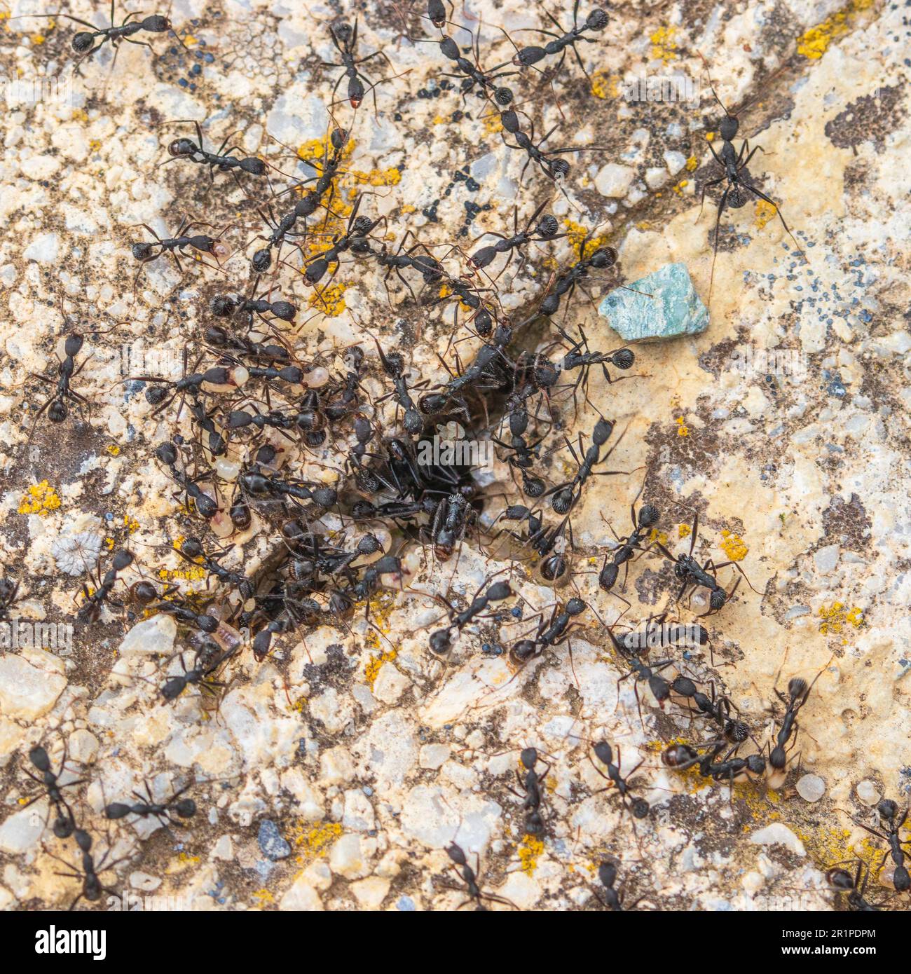 Aphaenogaster sardoa, Collared Ants Stock Photo