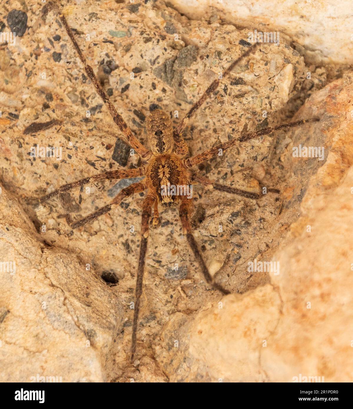 Zoropsis spinimana, Mediterranean Spiny False Wolf Spider Stock Photo