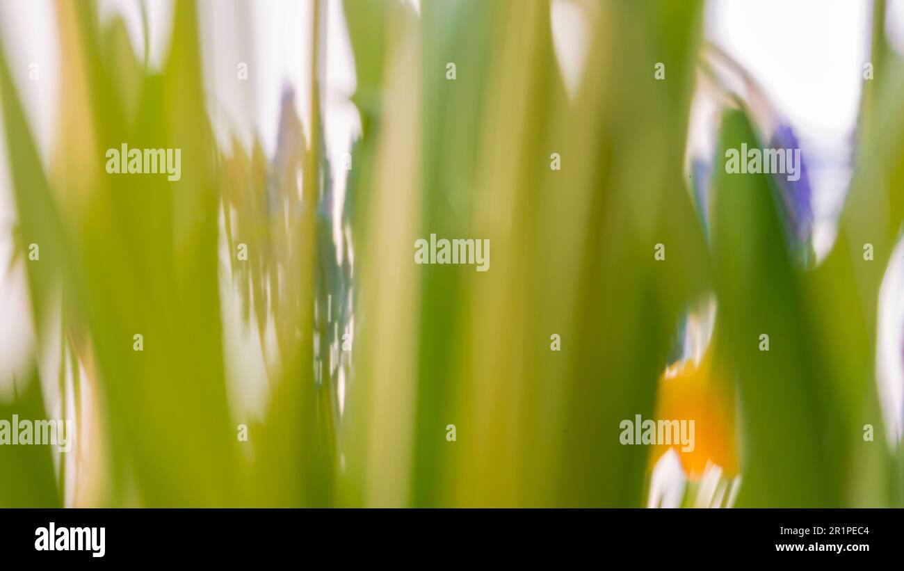 Easter bells, Easter grass, abstract Stock Photo