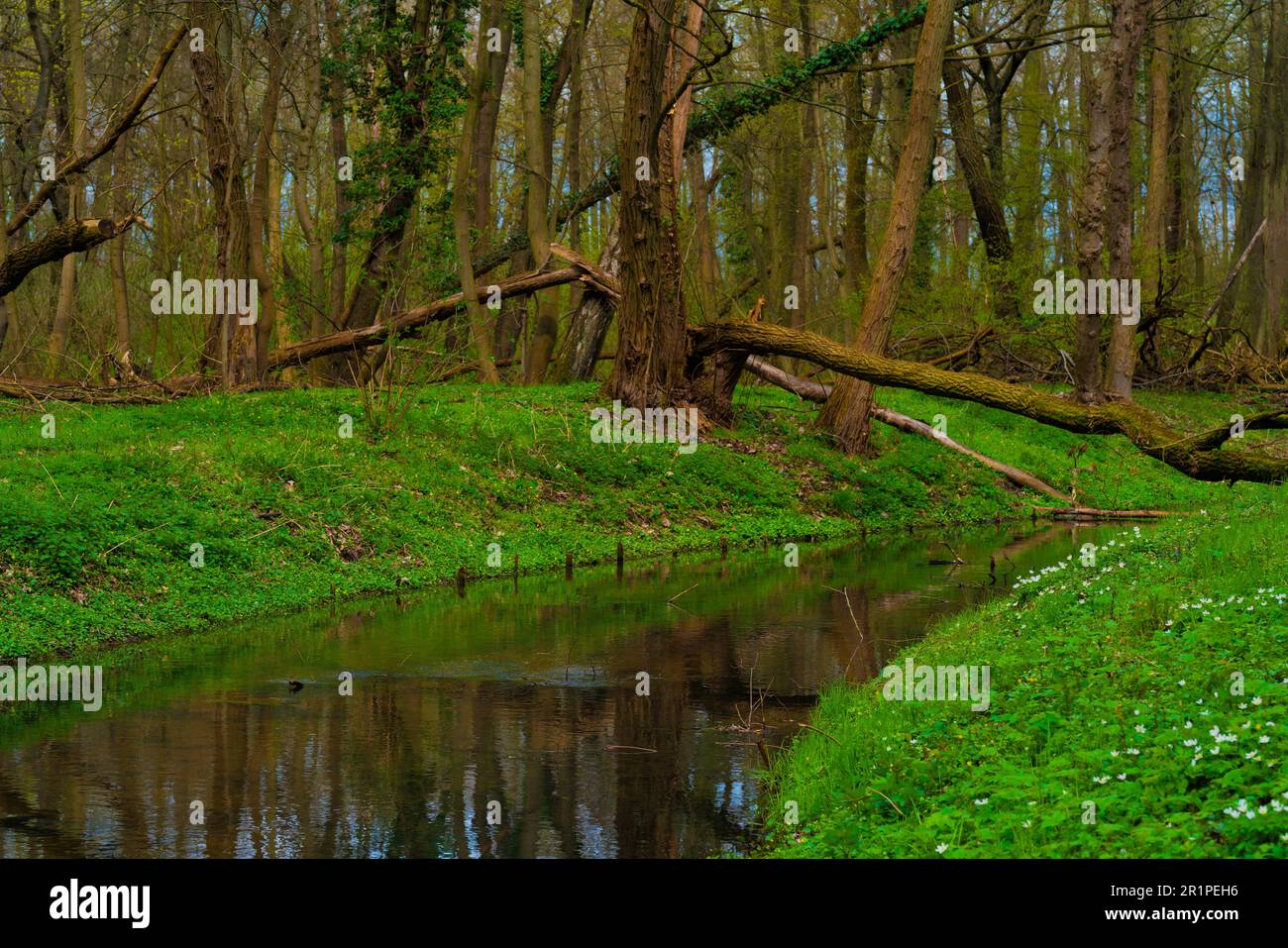 Small river in the forest, green river bank in spring, fallen tree lies across the river Stock Photo