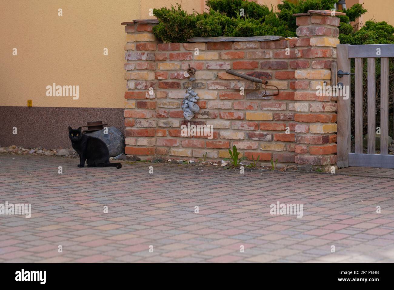 Black cat with yellow eyes sitting on a sidewalk in front of a house ...