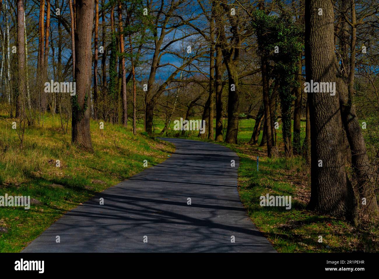 Cycle path at the edge of the forest on a sunny spring day Stock Photo
