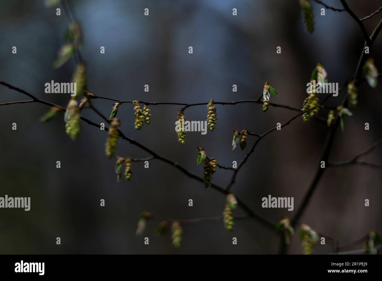 branches from an alder tree in spring, with the first leaves of the year, shallow depth of field, fuzzy bokeh Stock Photo