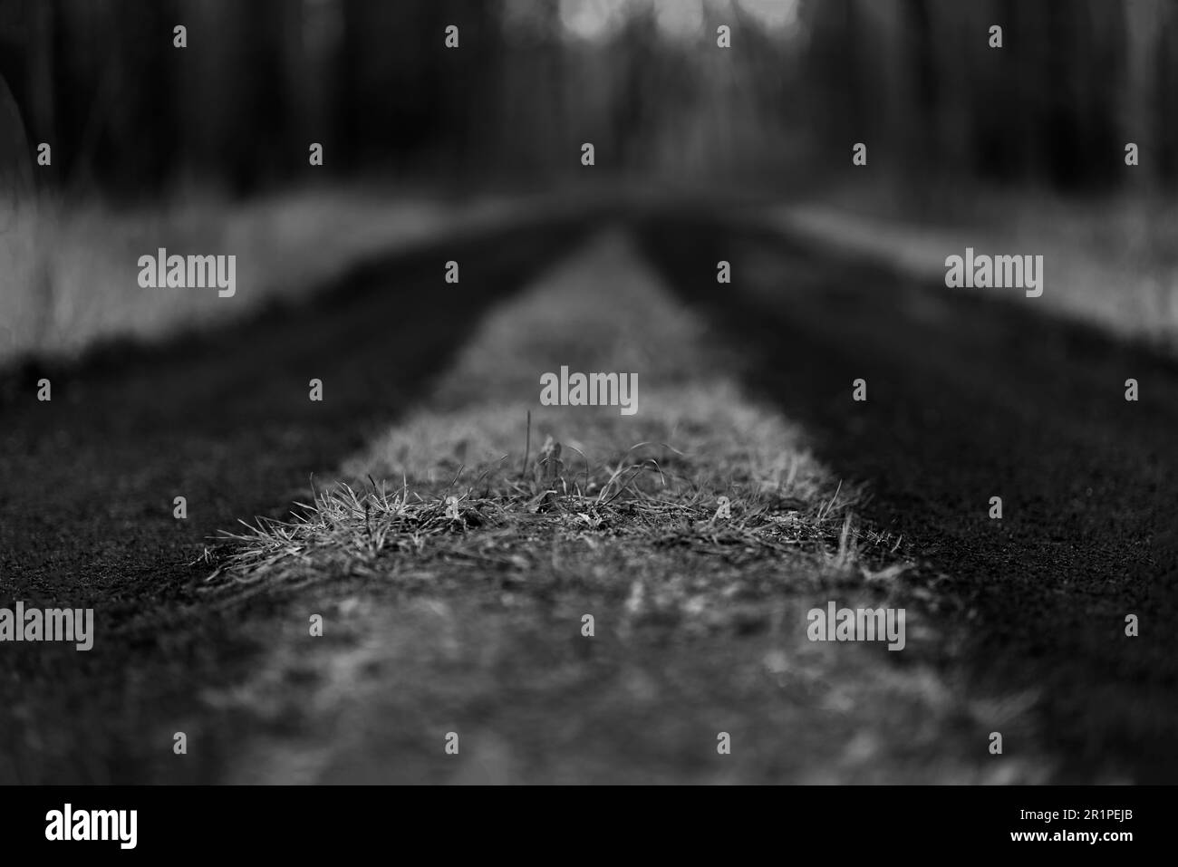 Forest road for forestry vehicles in spring, shallow depth of field