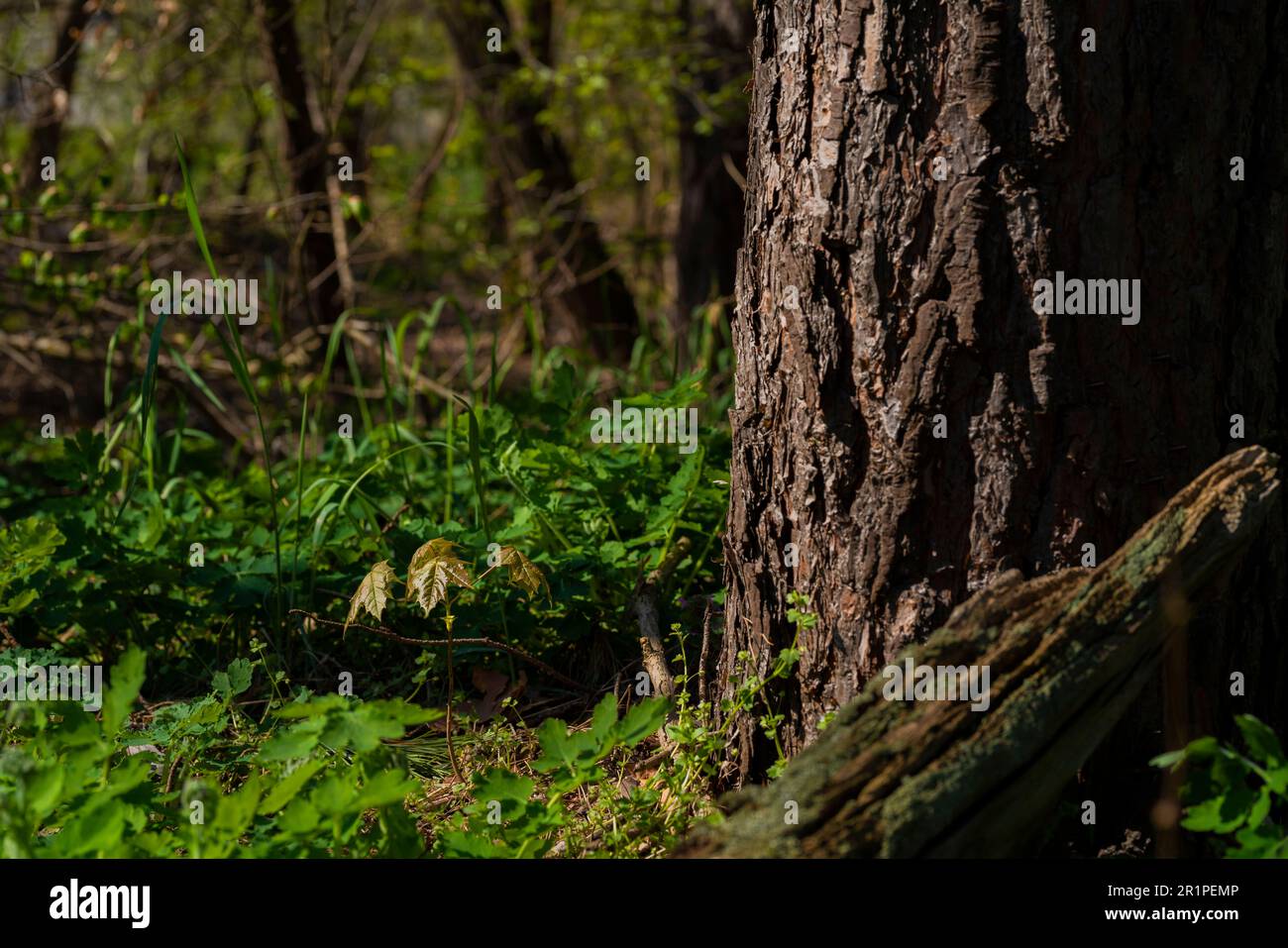 Small young maple tree in spring in the woods next to a large old pine tree Stock Photo