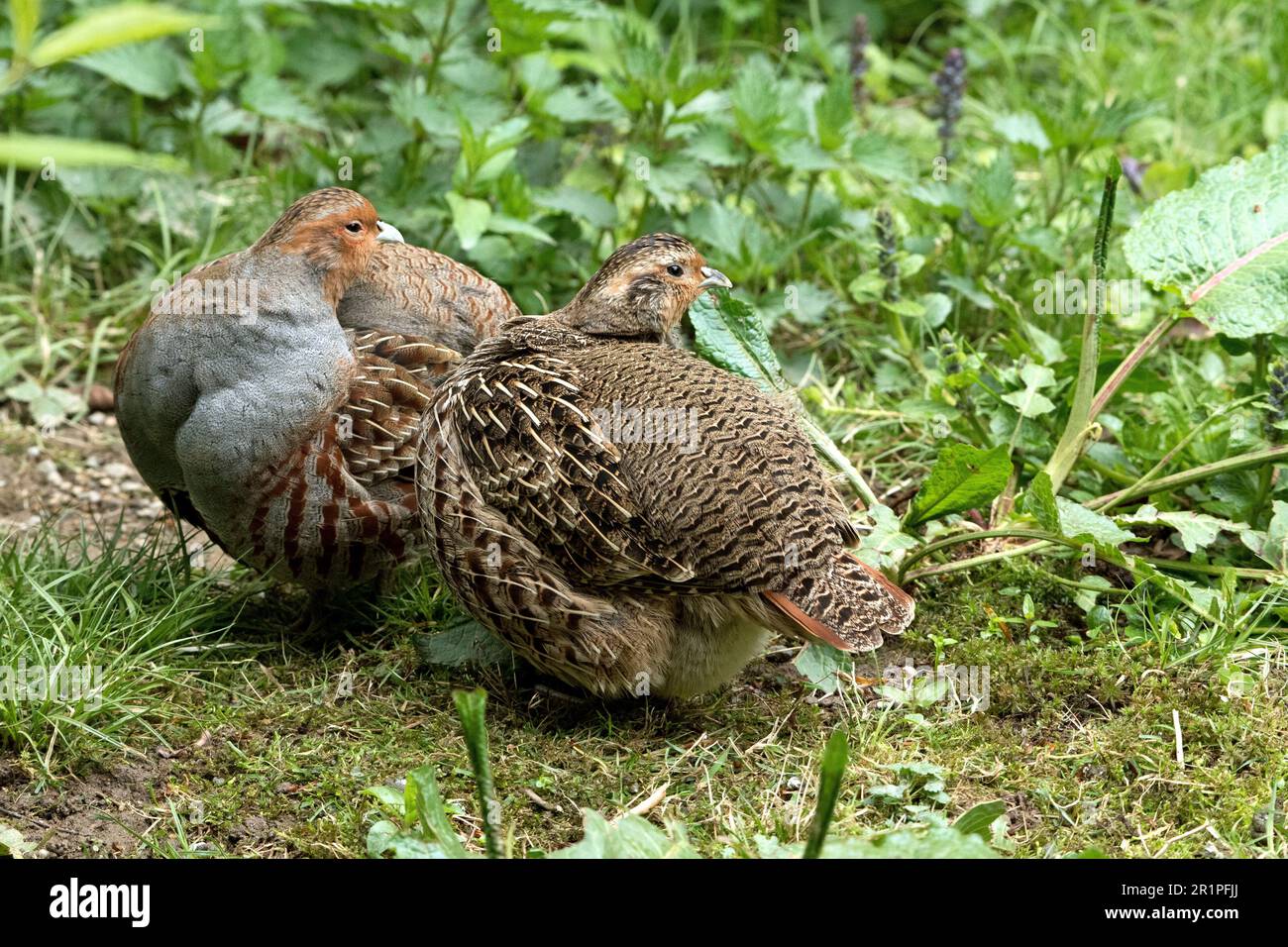 Partridges Stock Photo