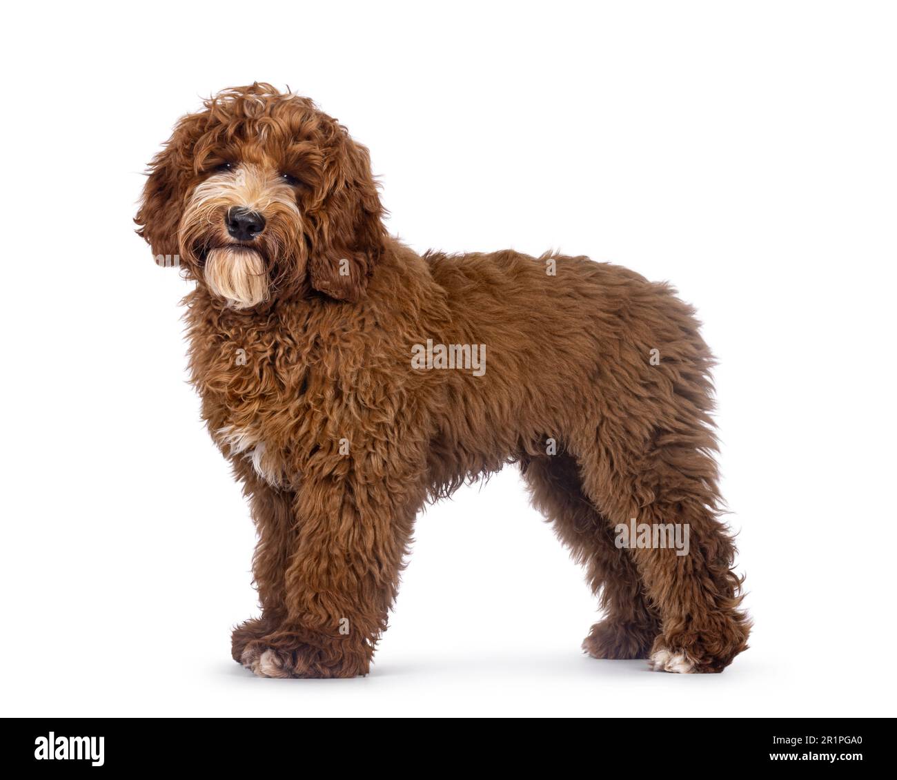 Adorable Autralian Cobberdog aka Labradoodle dog pup, standing side