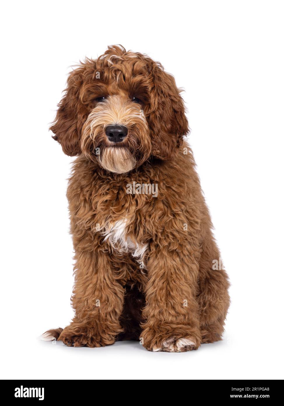 Adorable Autralian Cobberdog aka Labradoodle dog pup, sitting up facing