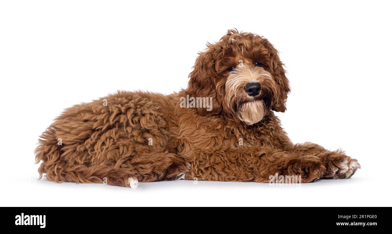 Adorable Autralian Cobberdog aka Labradoodle dog pup, laying down side