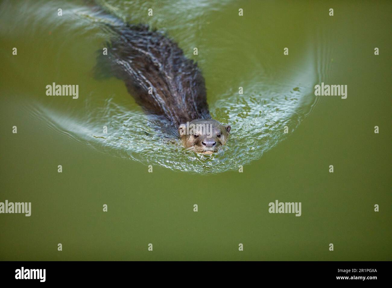 A smooth coated otter swimming in an urban river, Singapore Stock Photo
