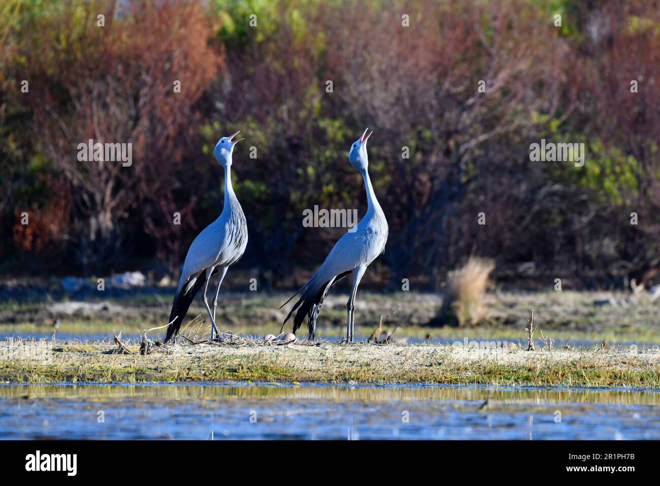 Blue Cranes [Anthropoides paradiseus] at their nesting site, Bot River wetland, Overberg, South Africa. Stock Photo